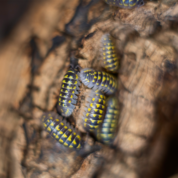Armadillidium gestroi - LucaTech3D - Terrarium Line