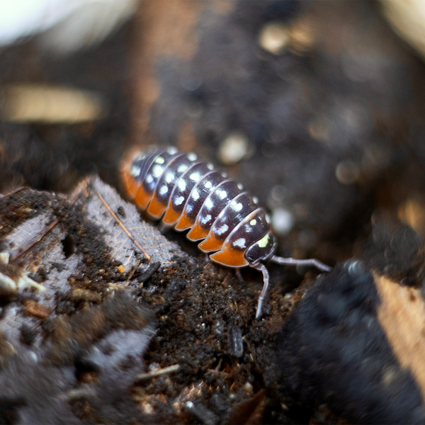 Armadillidium klugii „Montenegro“ - LucaTech3D - Terrarium Line