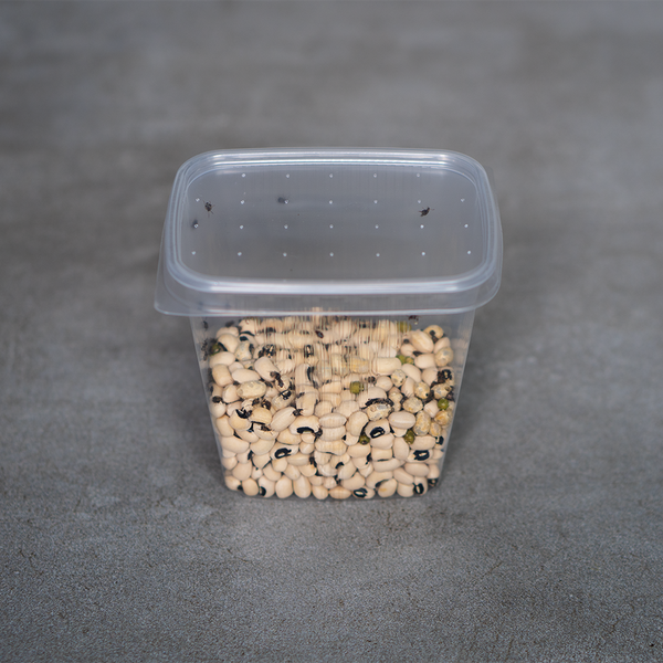 Bohnenkäfer – Zuchtansatz 500ml - LucaTech3D - Terrarium Line