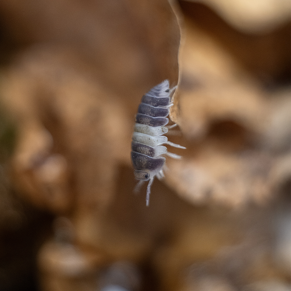 Cubaris spec. “Panda King” - LucaTech3D - Terrarium Line