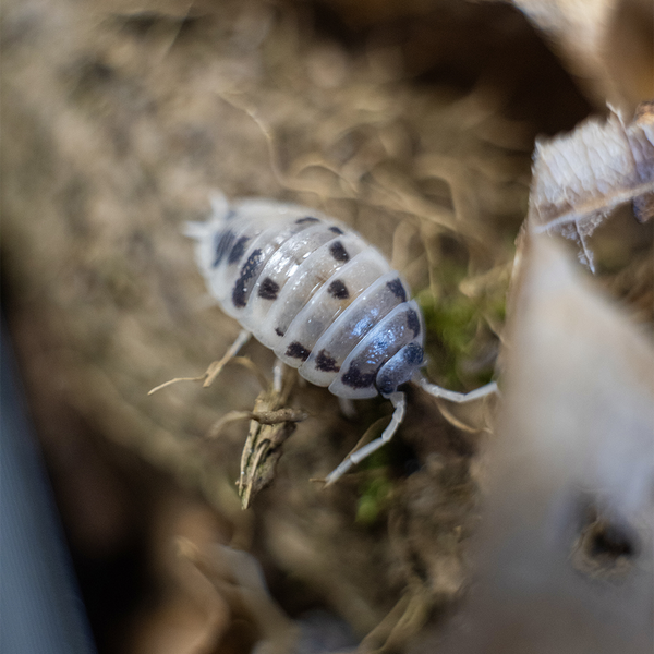 Porcellio laevis “Panda” - LucaTech3D - Terrarium Line