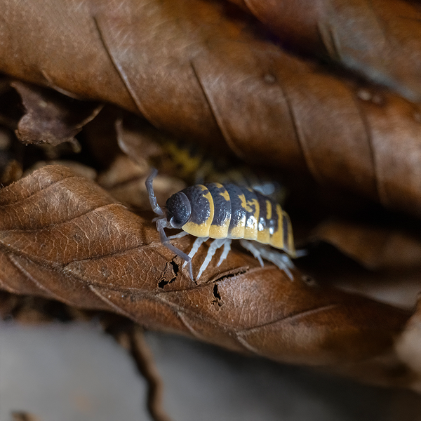 Porcellio ornatus Yellow – LucaTech3D