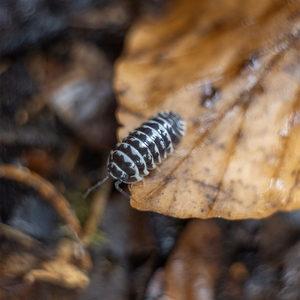 Armadillidium maculatum – LucaTech3D