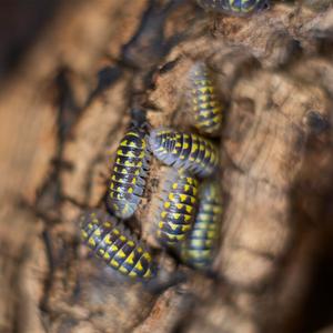 Armadillidium gestroi - LucaTech3D - Terrarium Line