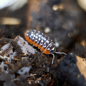Armadillidium klugii „Montenegro“ - LucaTech3D - Terrarium Line