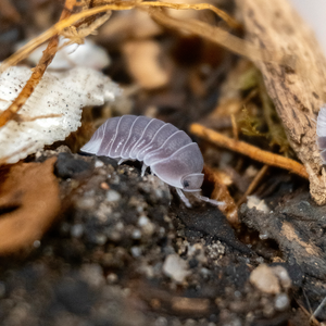 Cubaris spec. “White Side” - LucaTech3D - Terrarium Line