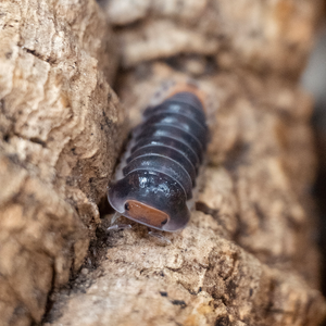 Cubaris spec. “Pak Chong” - LucaTech3D - Terrarium Line