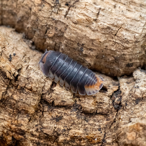 Cubaris spec. “Pak Chong” - LucaTech3D - Terrarium Line