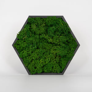 HexaFlow Moos Dunkelgrün - Mooselier