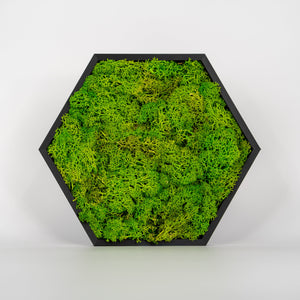 HexaFlow Moos Hellgrün - Mooselier