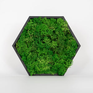 HexaFlow Moos Mittelgrün - Mooselier