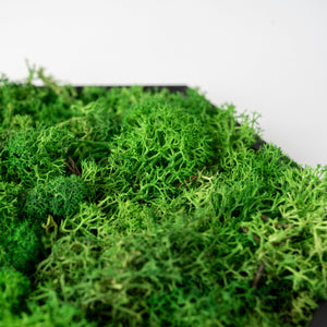 HexaFlow Moos Mittelgrün - Mooselier