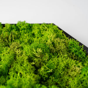 HexaFlow Moos Hellgrün - Mooselier