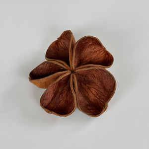 Landlotus