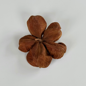 Landlotus