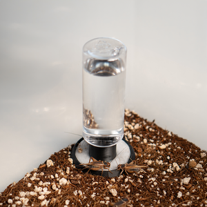 Insektentränke XL - LucaTech3D - Terrarium Line