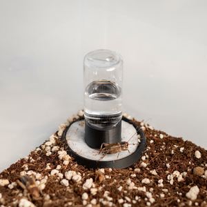 Insektentränke Mini - LucaTech3D - Terrarium Line
