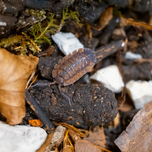 Porcellio scaber "Lava" - LucaTech3D - Terrarium Line