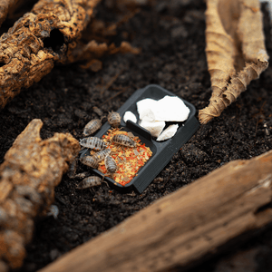 Asseldoppelnapf - LucaTech3D GmbH 