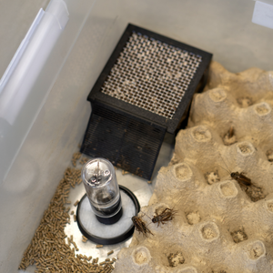 Grillen-Sorglos-Bundle - LucaTech3D - Terrarium Line