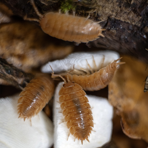 Porcellio laevis “Orange” - LucaTech3D - Terrarium Line